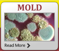 mold